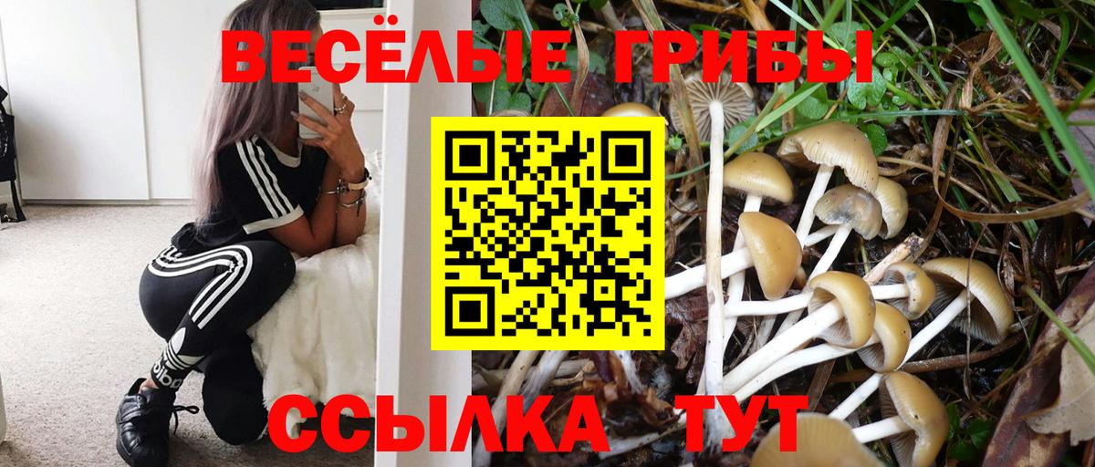 Галлюциногенные грибы Cubensis Губкин